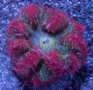 Infernal Blossom Anemone (Crucifer Anemone)