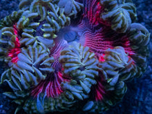 Load image into Gallery viewer, Rose Phantom Anemone (Crucifer Anemone)