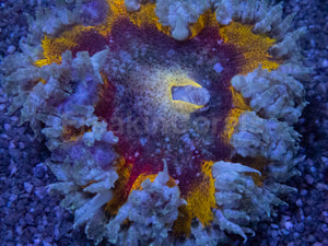 Solar Inferno Anemone (Crucifer Anemone)