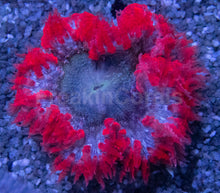 Load image into Gallery viewer, Nebula Blaze Anemone (Crucifer Anemone)