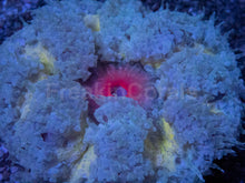 Load image into Gallery viewer, Solar Storm Anemone (Crucifer Anemone)