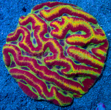 Carregar imagem no visualizador da galeria, FK Rainbow Symphillia (Collector Coral) FKFK1154