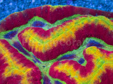 Carregar imagem no visualizador da galeria, FK Rainbow Symphillia (Collector Coral) FKFK1154