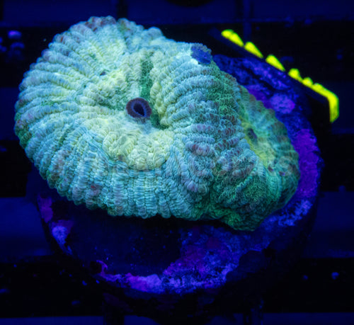 FK Green Eye Favia FK662