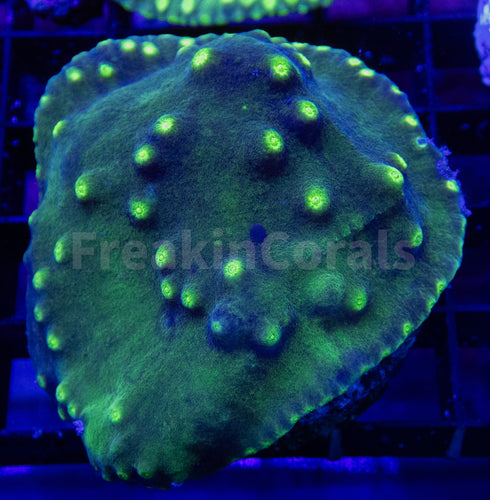 FK Turbinaria Reniformis FK1563