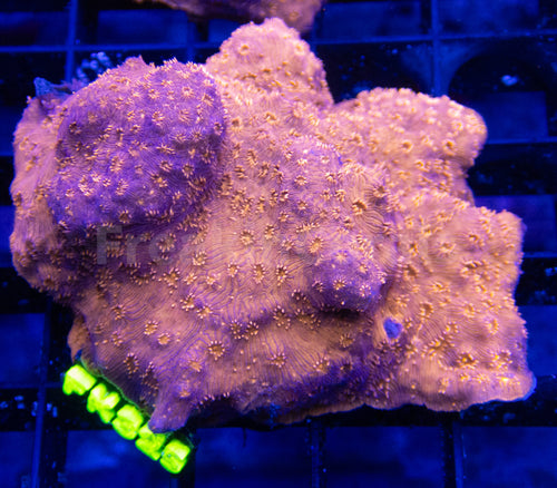 FK Orange Pavona Maldivensis FK325