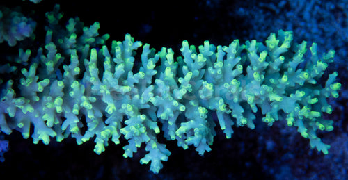 FK Neon Deepwater FIJI Acropora (Wild Coral - CTO Cut-to-Order)