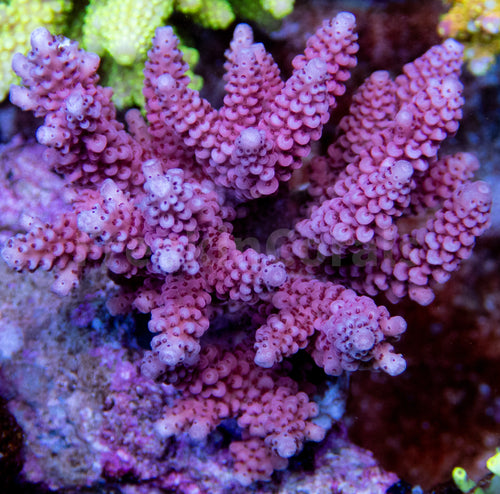 FK Fade Pink Acropora (CTO Cut-to-Order)