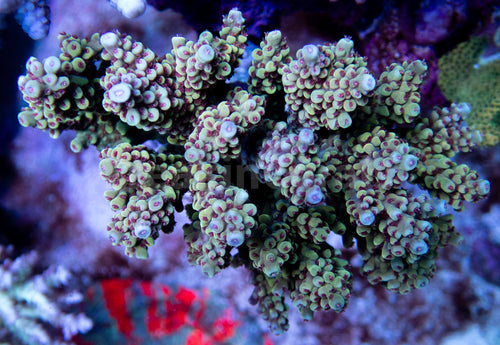 FK Wolwerine Acropora (CTO Cut-To-Order)