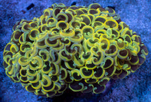 Load image into Gallery viewer, Euphyllia ancora “Banana Hammer” - freakincorals.com