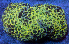 Load image into Gallery viewer, Euphyllia ancora “Banana Hammer” - freakincorals.com