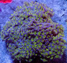 Carregar imagem no visualizador da galeria, Euphyllia ancora “Reverse Blotch Hammer” - freakincorals.com