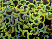 Load image into Gallery viewer, Euphyllia ancora “Banana Hammer” - freakincorals.com