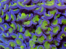 Carregar imagem no visualizador da galeria, Euphyllia ancora “Reverse Blotch Hammer” - freakincorals.com