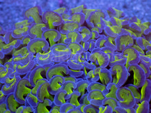 Carregar imagem no visualizador da galeria, Euphyllia ancora “Reverse Blotch Hammer” - freakincorals.com