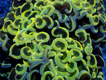 Load image into Gallery viewer, Euphyllia ancora “Banana Hammer” - freakincorals.com