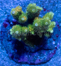 Load image into Gallery viewer, Acropora millepora “Sunset Blaze” - freakincorals.com