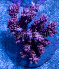Load image into Gallery viewer, Acropora microclados “Ruby Blossom” - Cut-to-Order - freakincorals.com
