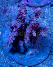 Load image into Gallery viewer, Acropora horrida “Ghost Orchid” - Cut-to-Order - freakincorals.com