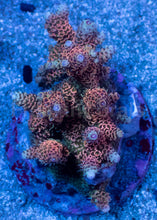 Load image into Gallery viewer, Acropora millepora “Metallic Orange Fury” - freakincorals.com