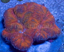 Load image into Gallery viewer, Symphyllia sp. “Pumpkin Rainbow” - freakincorals.com
