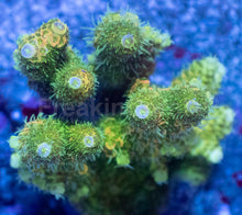 Load image into Gallery viewer, Acropora millepora “Sunset Blaze” - freakincorals.com