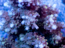 Load image into Gallery viewer, Acropora latistella “Solar Flare” - Cut-to-Order - freakincorals.com