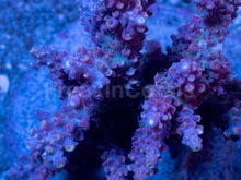 Load image into Gallery viewer, Acropora horrida “Ghost Orchid” - Cut-to-Order - freakincorals.com