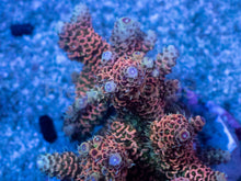 Load image into Gallery viewer, Acropora millepora “Metallic Orange Fury” - freakincorals.com