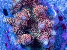 Load image into Gallery viewer, Acropora millepora “Metallic Orange Fury” - freakincorals.com