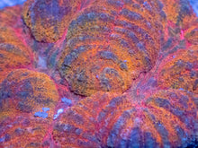 Load image into Gallery viewer, Symphyllia sp. “Pumpkin Rainbow” - freakincorals.com