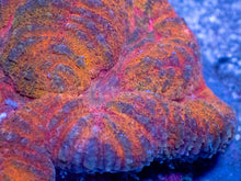 Load image into Gallery viewer, Symphyllia sp. “Pumpkin Rainbow” - freakincorals.com