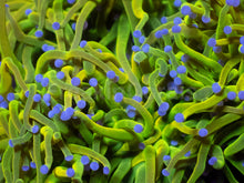 Load image into Gallery viewer, Euphyllia glabrescens “Holy Grail Torch” - Cut-to-Order - freakincorals.com