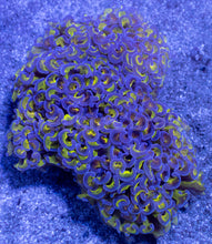 Load image into Gallery viewer, Euphyllia ancora “Reverse Blotch Hammer” - freakincorals.com