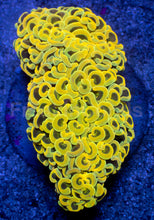 Carregar imagem no visualizador da galeria, Euphyllia ancora “Banana Hammer” - freakincorals.com