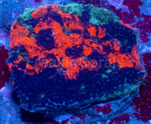 Load image into Gallery viewer, Acanthastrea echinata “Rainbow Emperor” - freakincorals.com