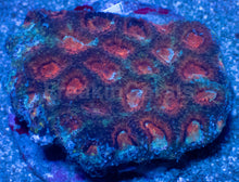 Load image into Gallery viewer, Acanthastrea echinata “Rainbow Emperor” - freakincorals.com