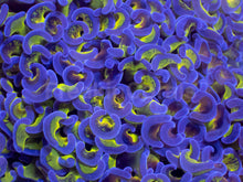 Load image into Gallery viewer, Euphyllia ancora “Reverse Blotch Hammer” - freakincorals.com