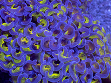 Load image into Gallery viewer, Euphyllia ancora “Reverse Blotch Hammer” - freakincorals.com