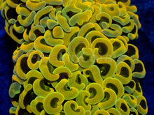 Carregar imagem no visualizador da galeria, Euphyllia ancora “Banana Hammer” - freakincorals.com