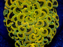Carregar imagem no visualizador da galeria, Euphyllia ancora “Banana Hammer” - freakincorals.com