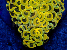 Carregar imagem no visualizador da galeria, Euphyllia ancora “Banana Hammer” - freakincorals.com
