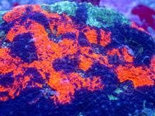 Load image into Gallery viewer, Acanthastrea echinata “Rainbow Emperor” - freakincorals.com