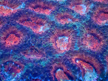 Load image into Gallery viewer, Acanthastrea echinata “Rainbow Emperor” - freakincorals.com