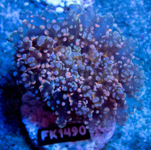 Load image into Gallery viewer, FK Blue &amp; Pink Paradiviisa Euphyllia (New Color) FK1490