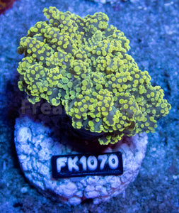 FK Strong Yellow Paradiviisa Euphyllia (New Color) FK1070