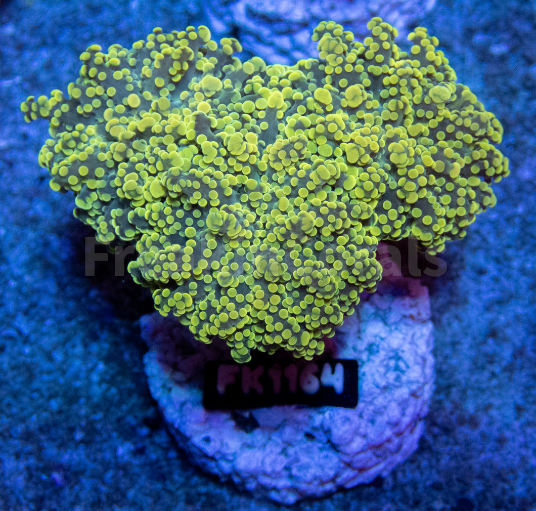 FK Strong Yellow Paradiviisa Euphyllia (New Color) FK1164