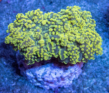 Load image into Gallery viewer, FK Strong Yellow Paradiviisa Euphyllia (New Color) FK1430