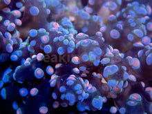 Load image into Gallery viewer, FK Blue &amp; Pink Paradiviisa Euphyllia (New Color) FK1013