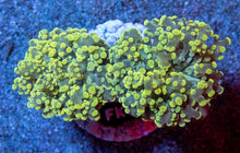 Load image into Gallery viewer, FK Strong Yellow Paradiviisa Euphyllia (New Color) FK1734